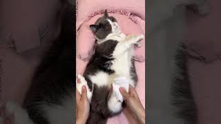 Foot care foryou cute viral cat pet clean shorts brush ytshorts kitten [upl. by Tebor921]