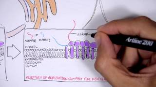 Microbiology  Hepatitis C Virus [upl. by Nica487]