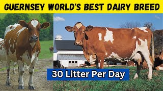 Guernsey Cow Your Path to Maximum Profit in Dairy Farming [upl. by Aryl]