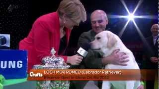 Labrador Retriever  Crufts Reserve Best in Show [upl. by Dhaf658]