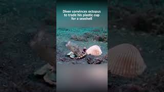 Diver convinces octopus to trade his plastic cup for a seashell [upl. by Darsey]