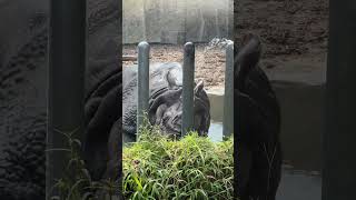 インドサイさん、今年も残暑は厳しいでしょうインドサイ東山動植物園動物園サイ [upl. by Denten251]