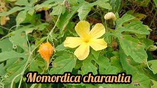 How to pronounce Momordica charantia I Cara Baca Momordica charantia Nelindah [upl. by Goldie]