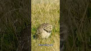 Lechucita vizcachera acicalando sus plumas Burrowing owl Athene cunicularia nature owl birds [upl. by Ulrick]