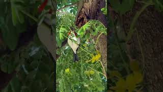 Redcrested Cardinal morning call 1052024 🐦🌺💯🤙🏾 asmr birdwatching cardinal [upl. by Reisinger]