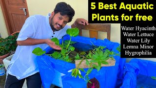 5 Best Aquatic Plants for free for Aquarium  Easy to care aquarium plants  Aquarium plants benefit [upl. by Akin7]