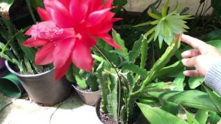 Epiphyllum Blooms and My Care [upl. by Ive]