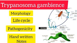 trypanosoma gambience morphology Life cycle Pathogenicity hpu handwritten viralvideo [upl. by Alyel]