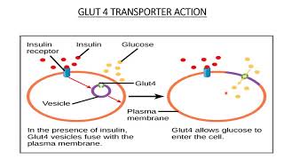 Facilitated Diffusion  Membrane Transport  Carrier amp Channel  Important examples [upl. by Aneerhs]