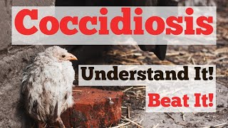 Coccidiosis  Understand it Beat It [upl. by Katzen977]