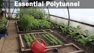 Essential polytunnel how to grow in a polytunnel how to buy a polytunnel cheap [upl. by Nellac]