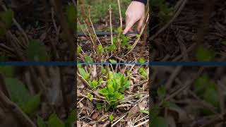 How to Fertilize Hydrangeas in the Spring Shorts [upl. by Peadar]