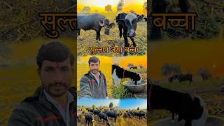 Hamari Bhains Ne Diya Sultan Jaisa Baccha minivlog minivlogs Hindi [upl. by Kcerred]