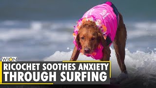 Surfing Dog Ricochet offers therapy to people coping with loss  Surfing amp Service Dog  World News [upl. by Annohsak]