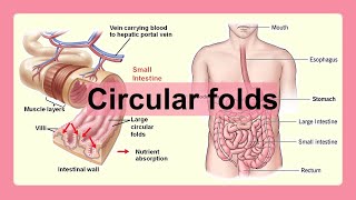 circular folds [upl. by Courtland948]