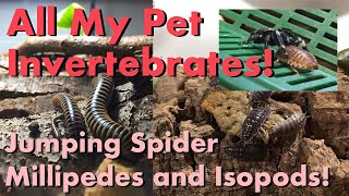 All My Pet Invertebrates [upl. by Belloir747]