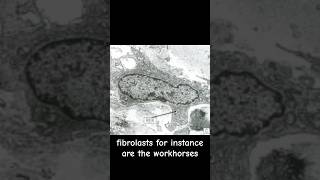 Fibroblast the workhorses of connective tissue biology science microscope doctor tissue [upl. by Ashlan]