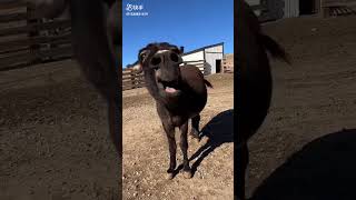 Donkey Has Something Urgent To Say🤣  ViralHog  trending funny shortvideo comedy donky [upl. by Tham]