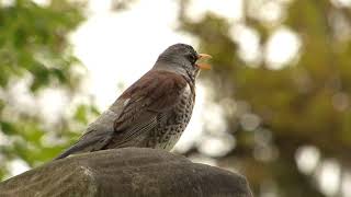 Turdus pilaris song 180502p008 [upl. by Ahsiena930]