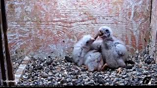 American Kestrel chick vs Thirteenlined Ground Squirrel [upl. by Anivad]