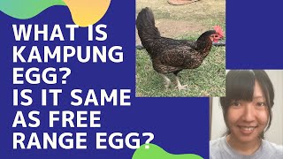 What is kampung egg Is it same as Free range eggs [upl. by Kev]