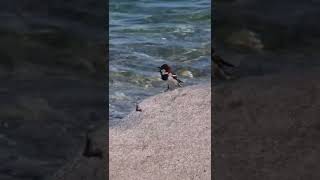 Little Bird At Lago Di Garda [upl. by Itisahc471]