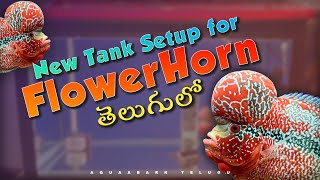 New FlowerHorn Tank Setup  FLOWERHORN  AQUAABARK  TELUGU [upl. by Checani]