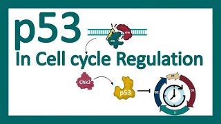 BIO Molecular  Mechanisms For Conversion Of ProtoOncogenes To Oncogenes amp p53 Gene [upl. by Alisen408]