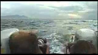 Great White Sharks of South Africa with Chris Fallows [upl. by Etac887]