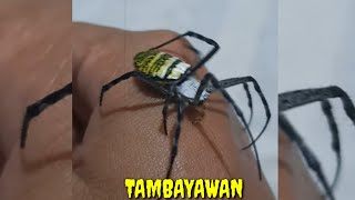 TAMBAYAWAN  GOLDEN ORB WEAVER SPIDER  😱🕷️🕸️ [upl. by Leira]