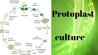 Protoplast culture for BSc 3rd year [upl. by Kirchner640]