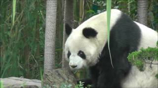 Panda gigante Ailuropoda melanoleuca de Zoológico de Chapultepec  CDMX [upl. by Jean592]