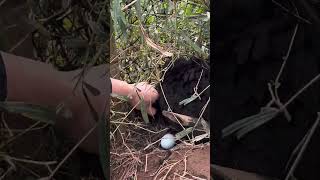 Collecting Chicken Eggs poultry chickeneggs poultryfarm viral wildlife farmlife naturallife [upl. by Rucker696]