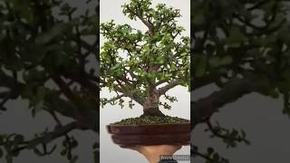 crassula bonsai trees short video [upl. by Haney]