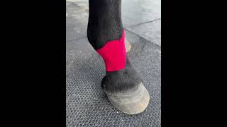 Equine Fetlock Support Taping [upl. by Whang]