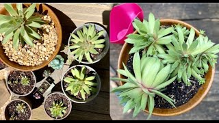 How to REPLANT Crowded Succulents HensChicksSempervivum  Propagate Leaves amp Cuttings Endlessly [upl. by Huang]