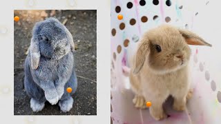 5 Fun Facts About Holland Lops – The Cutest Bunny Breed [upl. by Cindi]