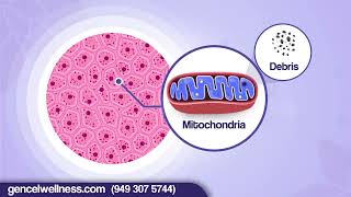 Gencel Ion Cell Cleanse® Introduction [upl. by Rohn]