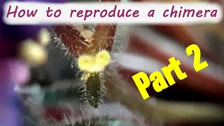 How to reproduce an african violet chimera PART 2 [upl. by Acilegna796]