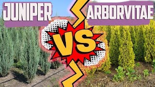 Arborvitae VS Juniper  What is Better Arborvitae Or Juniper  Comparison [upl. by Kwasi]