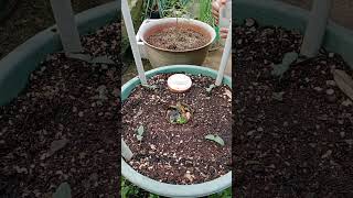 planting and caring for cucumbers in pots [upl. by Noyerb893]