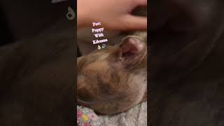 whippets cuteanimal puppy pettraining cutepetcutepuppy whippetpuppy whippetsofinstagram dog [upl. by Orest]