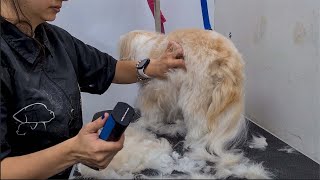 You Gonna Love This Smooch ❤️🐶Grooming A Lhasa Apso [upl. by Notwen77]