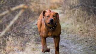 First year with a Rhodesian Ridgeback [upl. by Granthem]