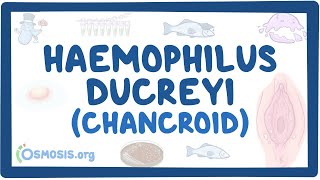 Haemophilus ducreyi Chancroid  an Osmosis Preview [upl. by Carley]