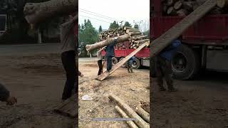 Process Of Manually Shoulders Carrying To Load Wood [upl. by Mignon]