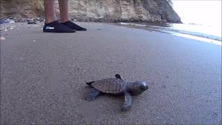 Turtle hatchling on Chacachacare island Trinidad and Tobago [upl. by Andrel]