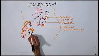 Histología del sistema reproductor masculino embriología del sistema genital masculino y femenino [upl. by Renzo]