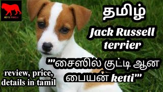 Jack Russell terrier in tamildogpetstamilaTamilrussell terrier dog dogsforeign dog breed [upl. by Anniala]