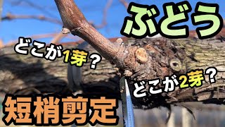 ぶどうの短梢剪定〜どこが1芽目？どこが2芽目？正しく芽座の捉え方で作業効率UP〜20240126 [upl. by Deehan467]